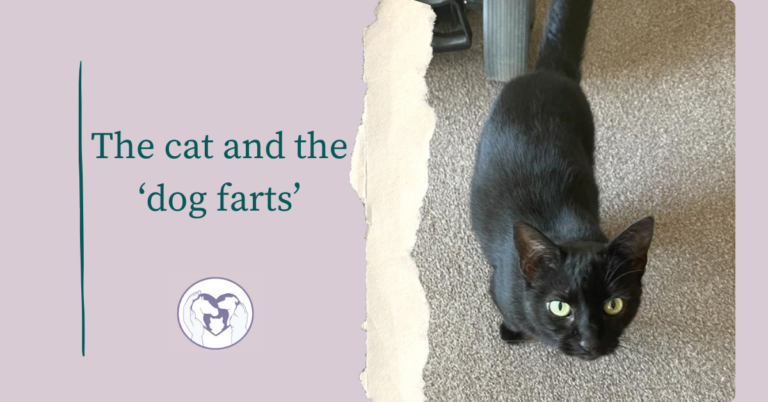 A graphic for the blog post titled 'Talking to a cat about 'the dogs', containing a picture of a black cat.