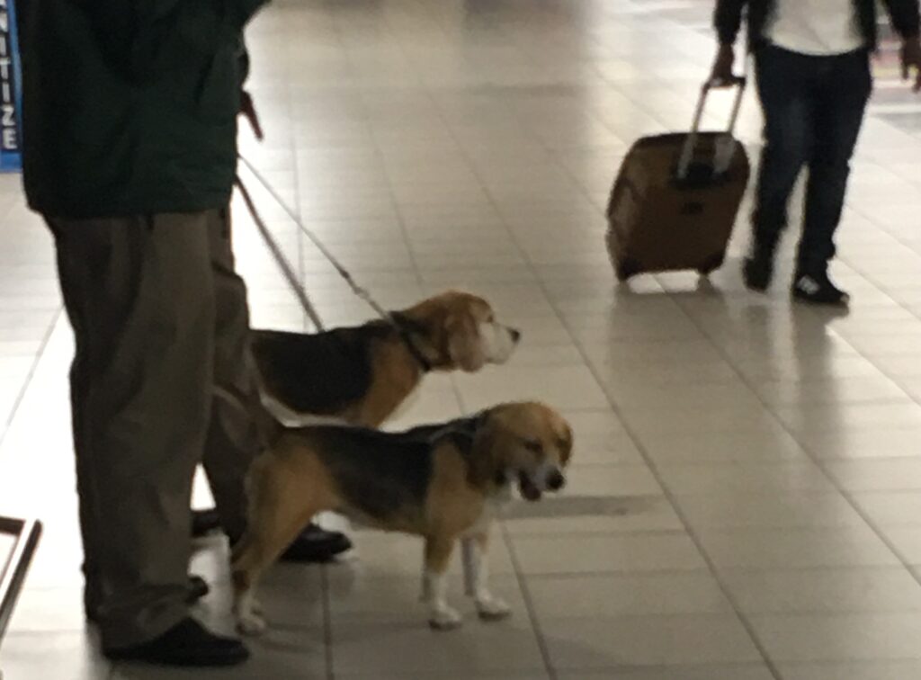 Two sniffer dogs stand ready for action in an airport