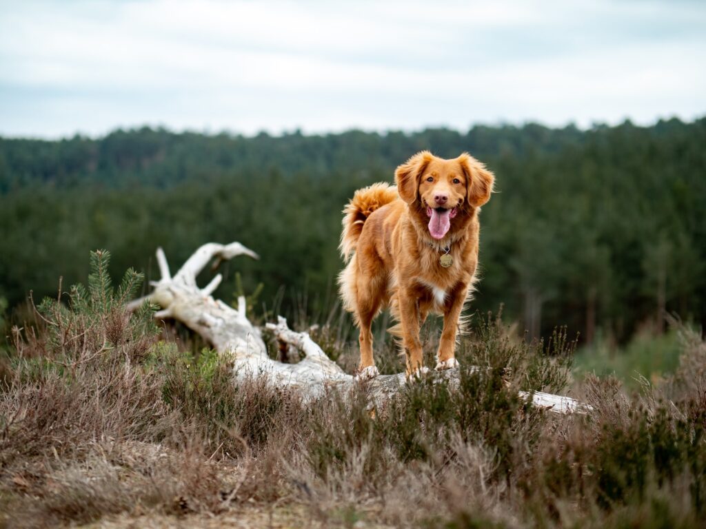 A dog poses on a tree trunk