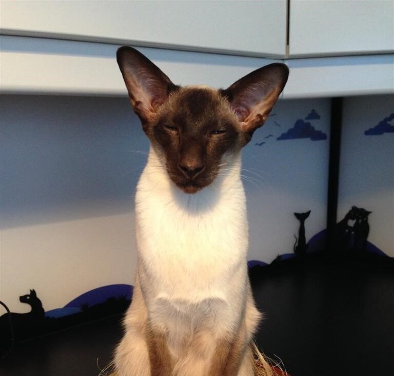 A Siamese cat with large ears sitting upright