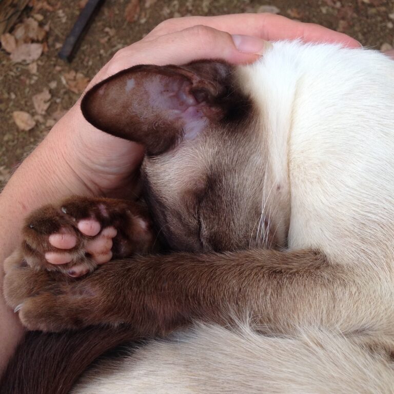 A Siamese cat relaxing peacefully with a human hand cupped around its head.