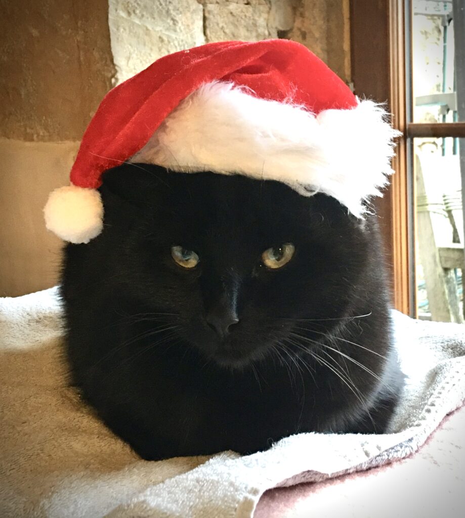 A black cat wearing a Santa hat