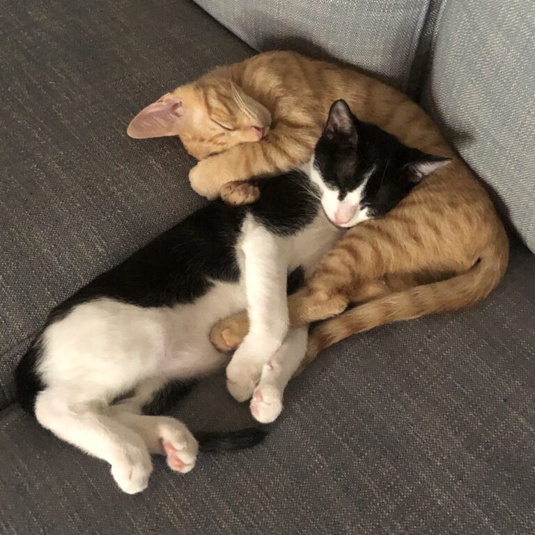 A ginger kitten and a black and white kitten relax on a sofa