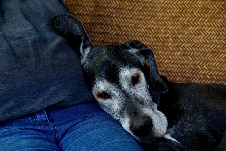 An old grey-haired dog rests its head on a human's leg