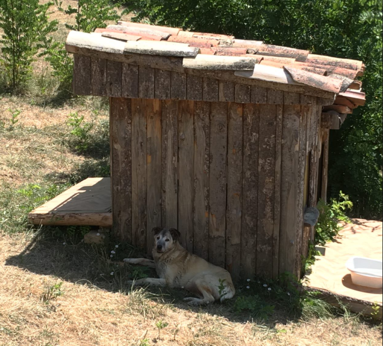 A large, elderly, cream dog lies in the shade of a wooden shed.