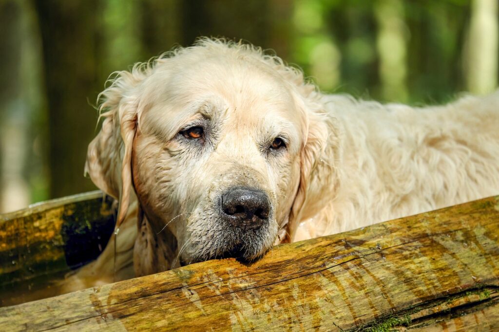 An old dog rests his weary head on a log