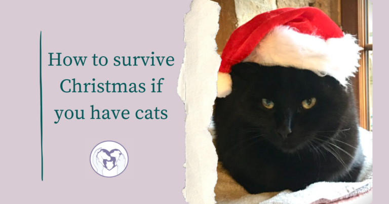 A graphic for the blog post titled 'How to survive Christmas if you have cats' showing a black cat with a red and white santa hat
