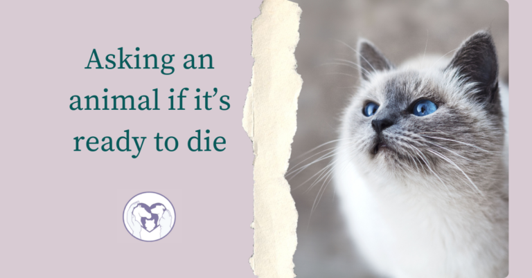 Asking an animal if it’s ready to die…