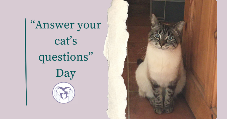 Answer your cat’s questions Day
