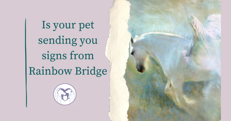 Is your pet sending you signs from Rainbow Bridge?