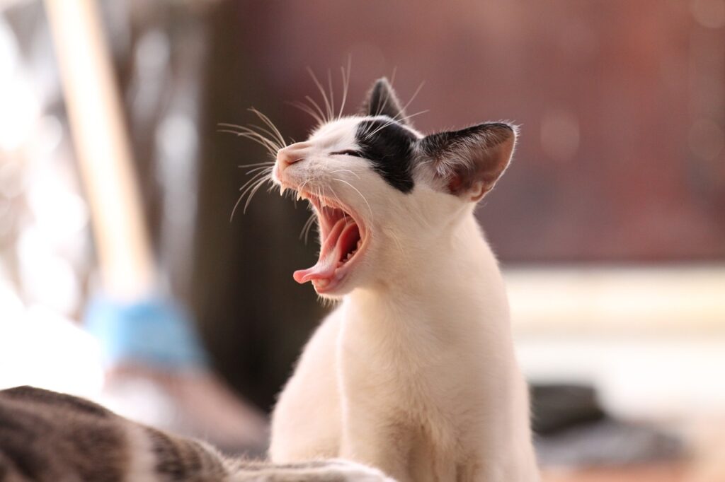 A white cat yawning but looking like it's screaming