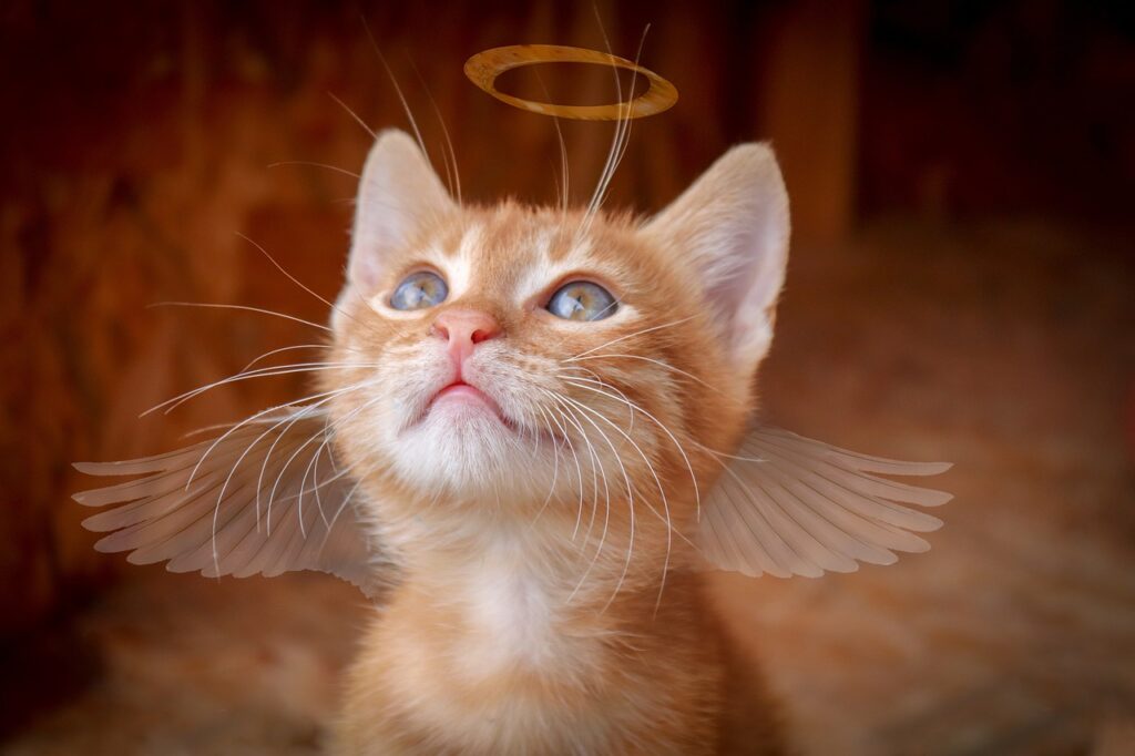 A little ginger kitten with angel wings and a halo