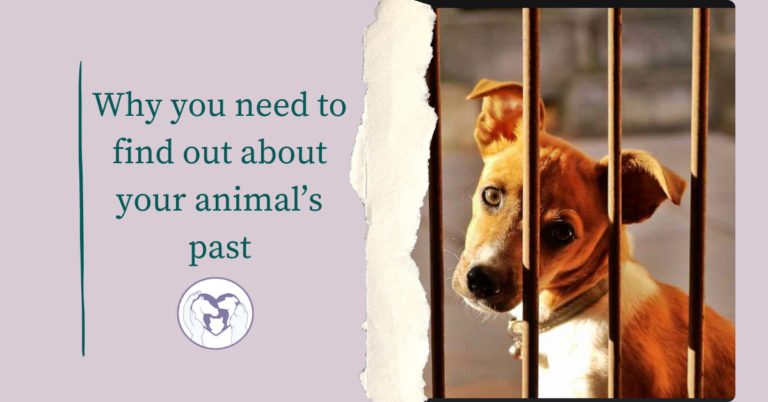 A graphic for the blog titled "Finding out about your animal's past' containing title text and the image of a small brown dog behind bars