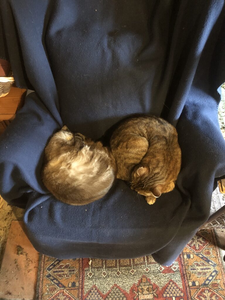 2 cats curled up on a chair with a blue blanket