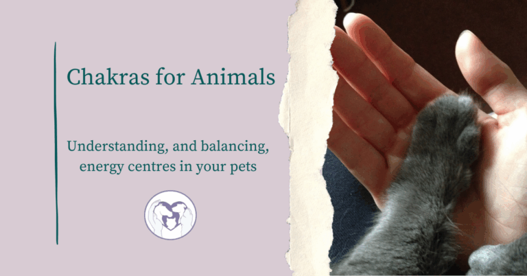 Chakras for Animals Blog Post