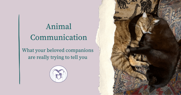 Animal Communication Blog Post